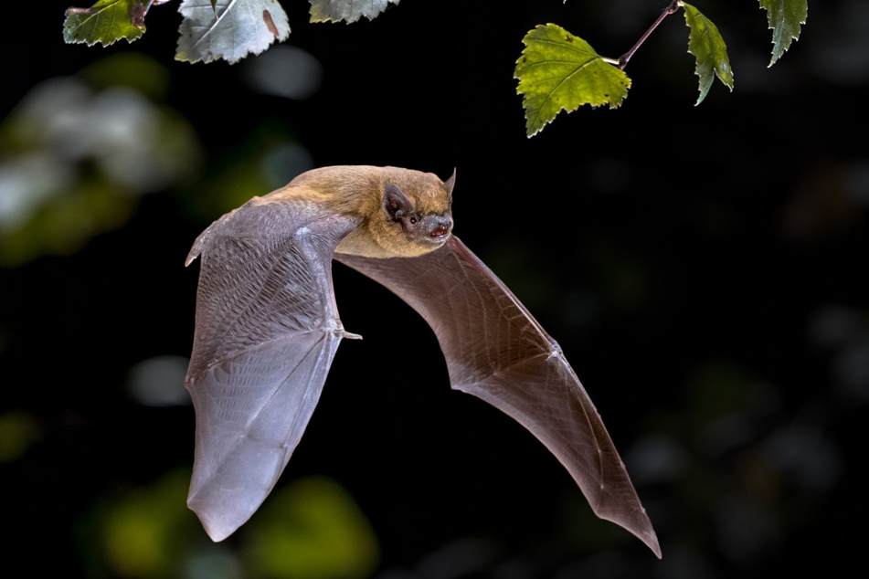Leiser Segler: Eine Fledermaus.