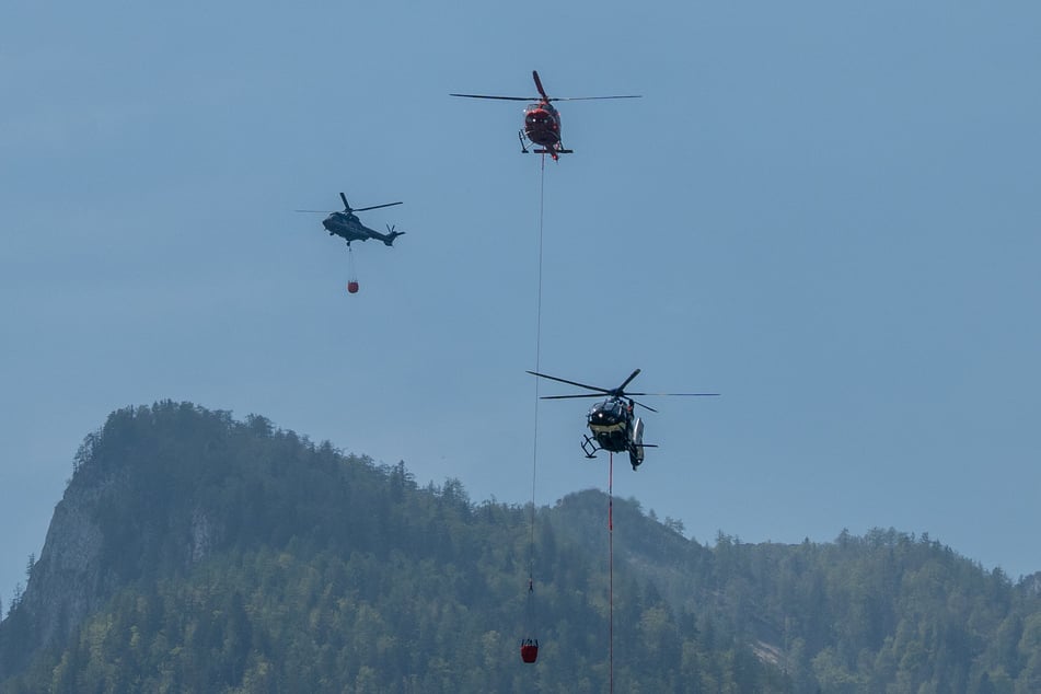 Nach Löschung des Brandes sollen neue Bäume gepflanzt werden.