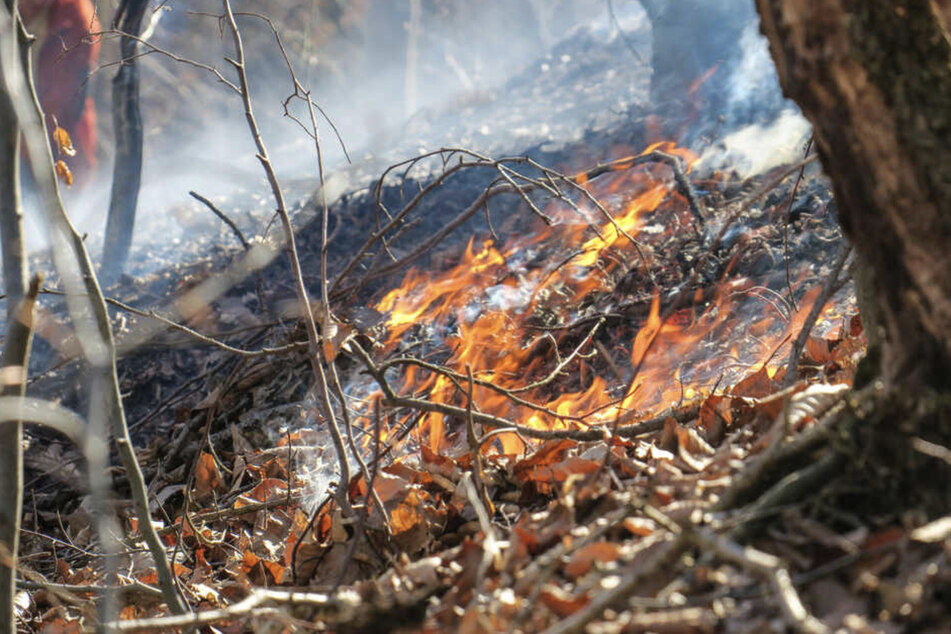 Bei der anhaltenden Trockenheit besteht eine erhöhte Waldbrandgefahr. (Symbolbild)