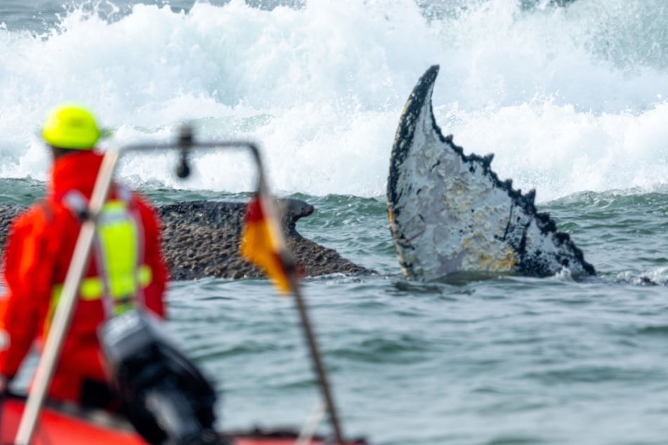 Der Buckelwal ist an der Ostseeküste vor Niendorf gestrandet. Die Feuerwehr versuchte das Tier aus den Netzresten zu befreien.