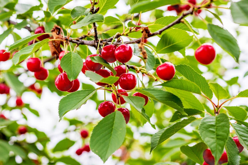 Reiche Erträge sind allerdings nicht garantiert, wenn man einen Kirschbaum aus einem Kern zieht.