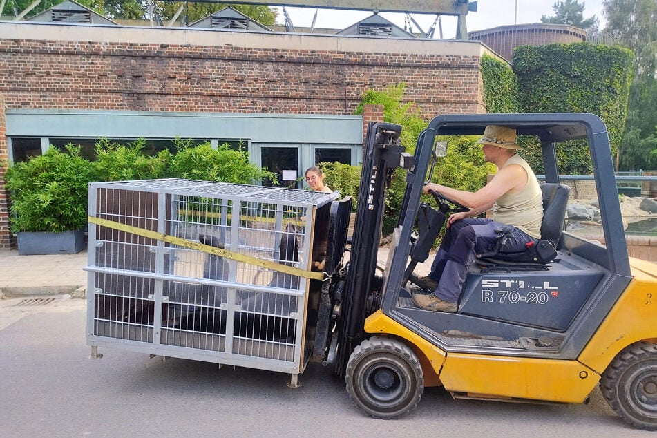 Die Seelöwen werden in einer Box in ihr neues Zuhause transportiert.