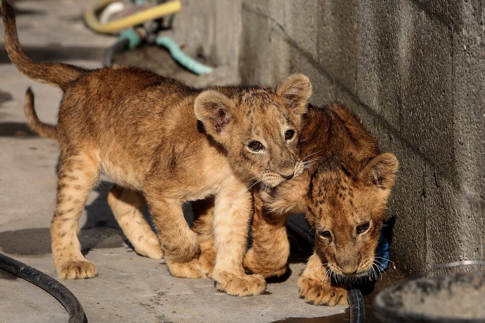 Löwenjunges im Zoo verstorben: Das ist der Grund