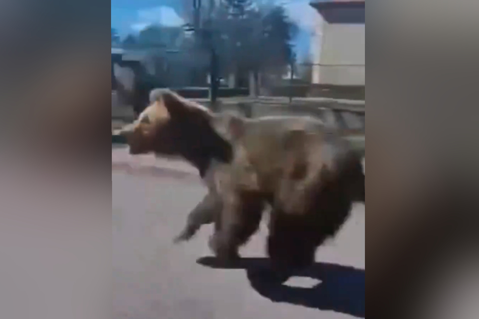 Die Bären-Attacke wurde auf Video festgehalten.