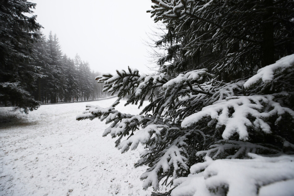 Schneebedeckte Tannenbäume stehen am Rennsteig im Thüringer Wald.