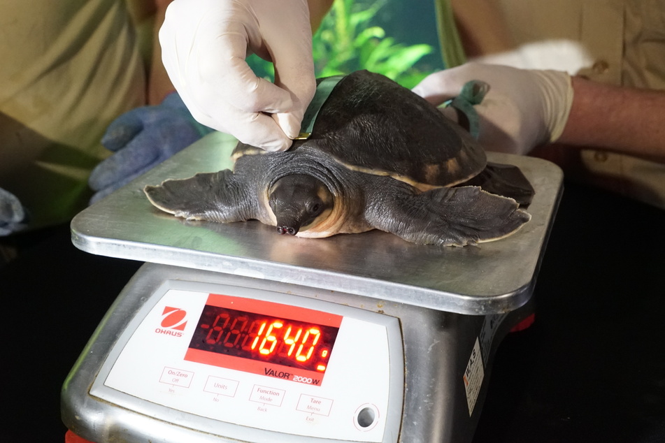 Schildkröte Linea wird vermessen und gewogen.