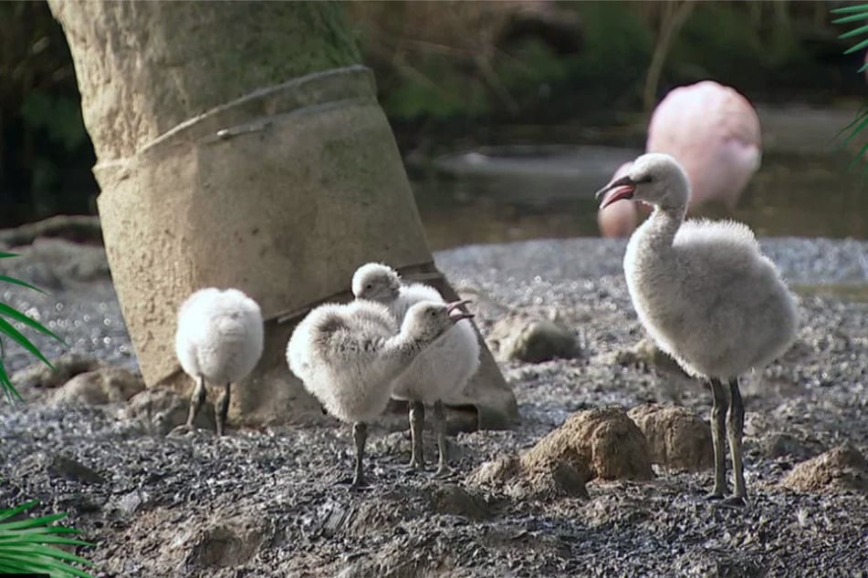 Acht kleine Chileflamingos tippeln aktuell durch den Zoo Leipzig.