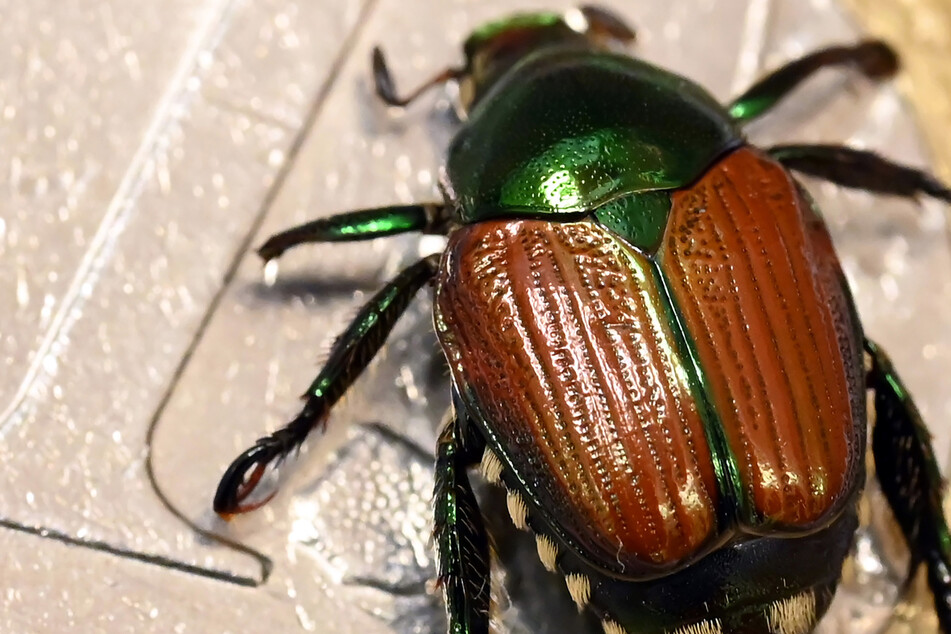 Sie fressen sich durch Gärten und Wälder: Japankäfer machen im Ländle die Runde