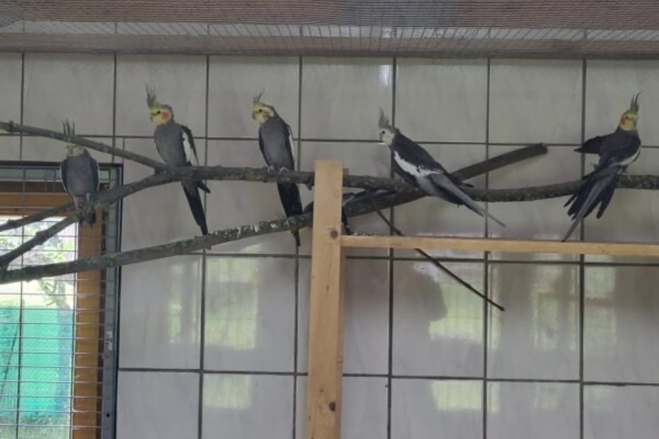 Die Gruppe Nymphensittiche wurde von ihren Besitzern einfach in der Wohnung zurückgelassen.