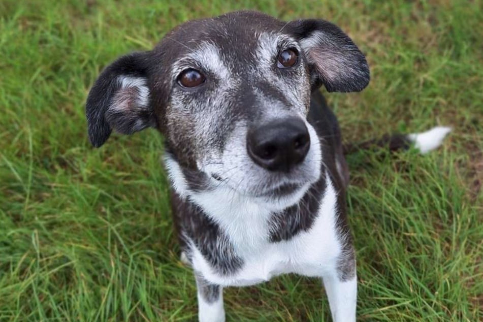 Mischlingshündin Abby aus dem Hamburger Tierheim ist auf der Suche nach einem liebevollen Zuhause.