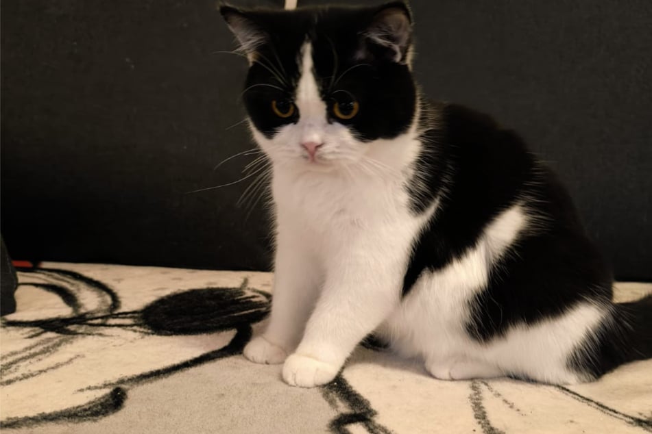 Der süße Kerl wird leider sein ganzes Leben lang mit gesundheitlichen Problemen zu kämpfen haben.