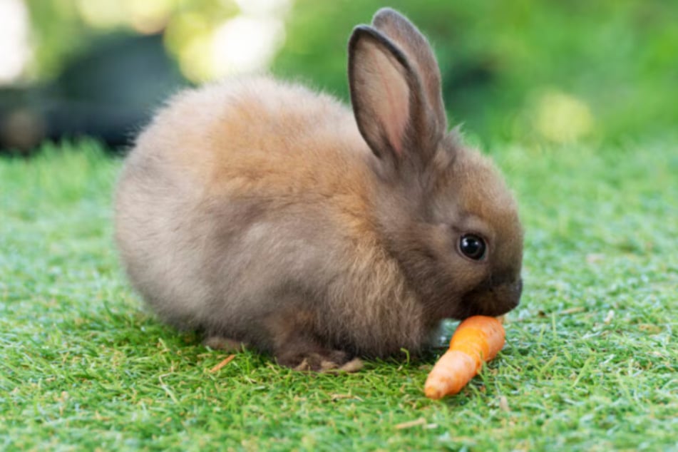 Hip-hop hooray for small pet savings this Saturday, December 6 at Chewy