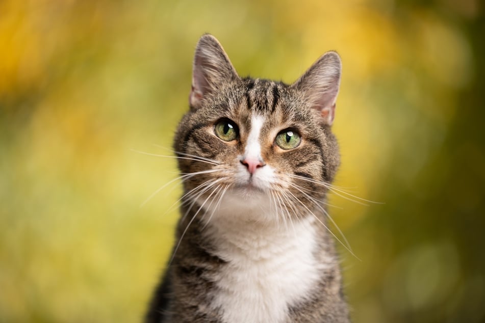 Katzen werden oft alleine gehalten, da man sie für Einzelgänger hält.