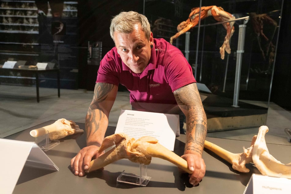 Mitarbeiter Nicky Dentz (42) ordnet die Knochen-Plastinate in der "Arthrose-Vitrine".