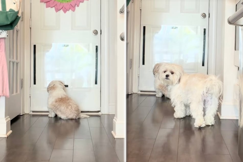 Munchkin (l.) und Biscotti warteten gespannt auf die Rückkehr ihrer Herrchen.