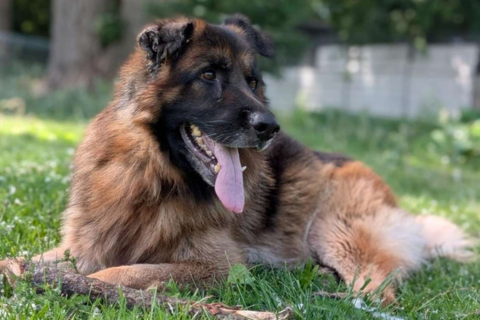 Schäferhund Taiga aus dem Hamburger Tierheim ist auf der Suche nach einem richtigen Zuhause.