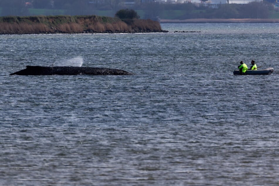 Doch noch ein Osterwunder? Buckelwal kämpft mit kleinen Bewegungen