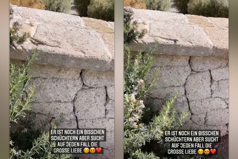 Im Außenbereich der "Love Island"-Villa hat eine kleine Eidechse es sich in der Sonne bequem gemacht. (Fotomontage)