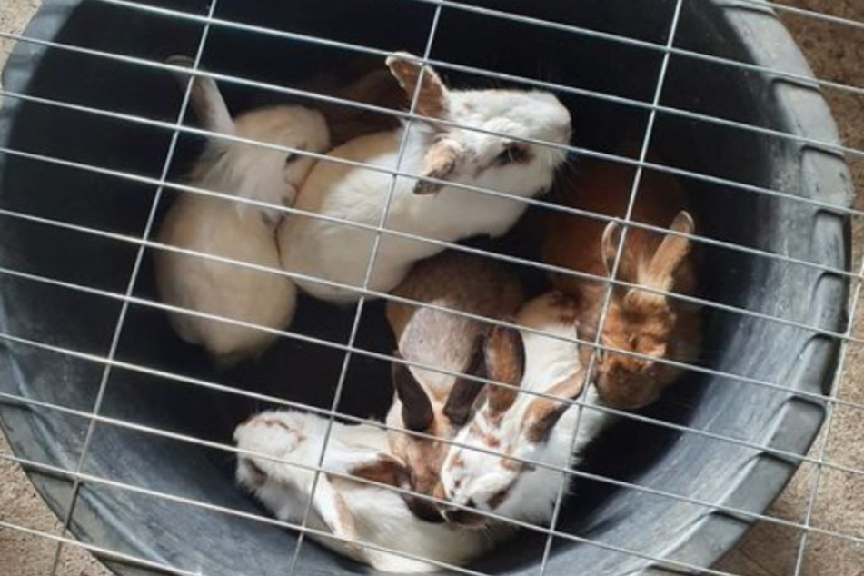 13 Kaninchen im elenden Zustand gefunden: So geht es ihnen jetzt