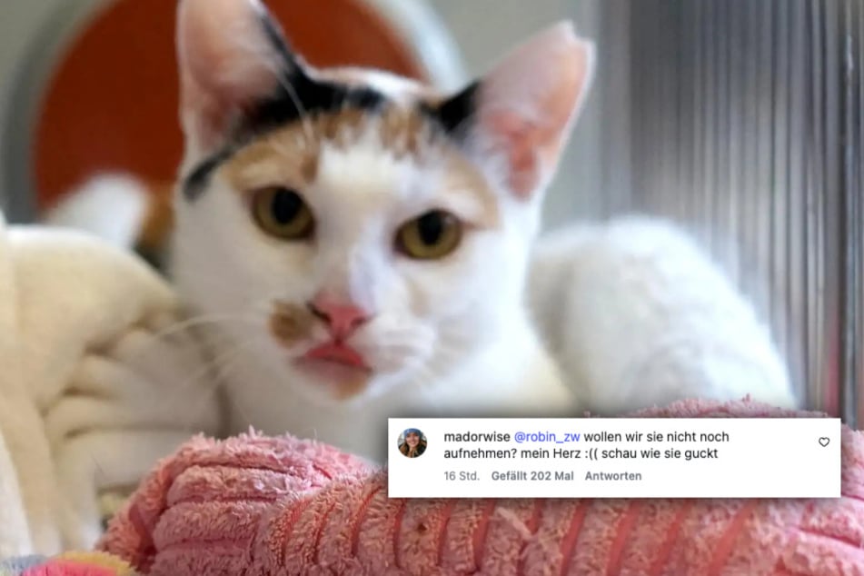 Wird Shiny von Robin und Celina adoptiert werden?