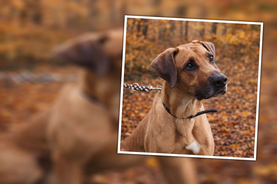Der zehnjährige Jambo hält es im Tierheim einfach nicht aus. Er vermisst eine Bezugsperson, auf die er sich verlassen kann.