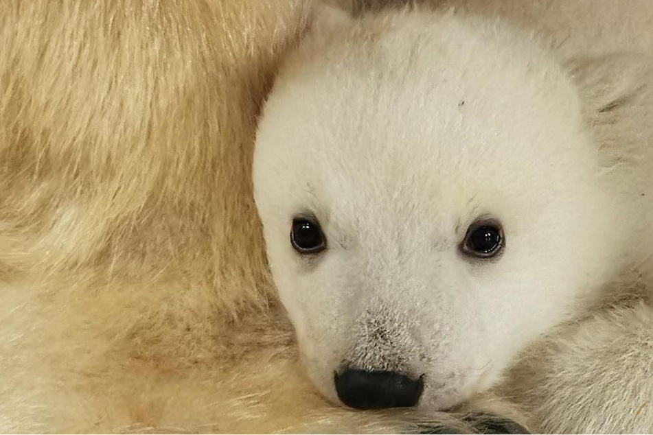 "Kleine Sensation": Eisbärenbaby im Tierpark Hagenbeck geboren