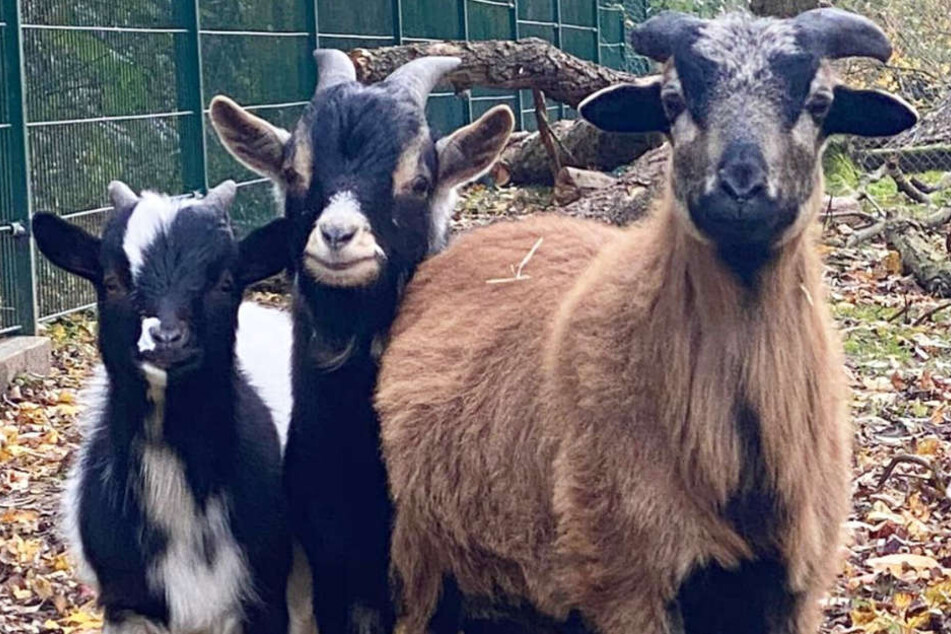 Zwei Ziegen und ein Schaf: Das drollige Trio lebt zurzeit im Tierheim Bergheim, ist jedoch auf der Suche nach einem neuen Zuhause.