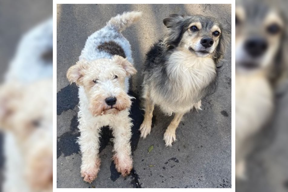 Gigi (l.) und Heidi sind unzertrennlich und sollen auch nur gemeinsam vermittelt werden.