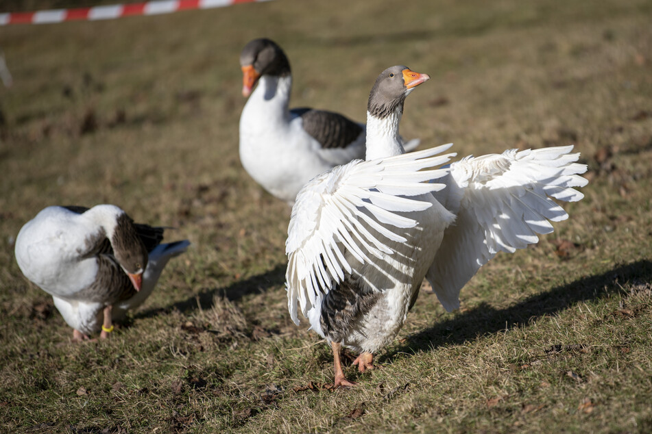 Eine der Gänse ist in jedem Jahr für den Bürgermeister bestimmt.