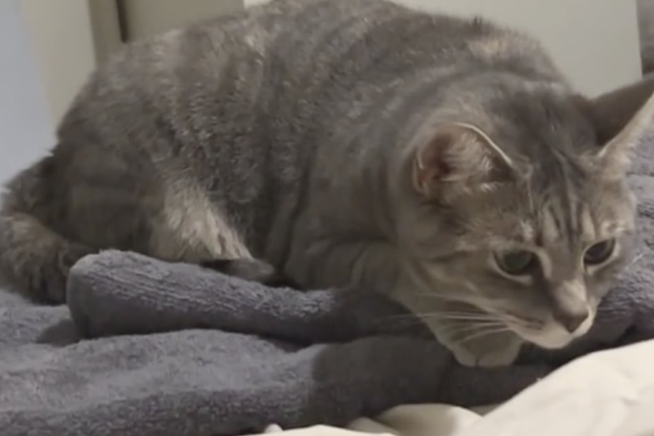 Katze Peanut wartet gerade darauf, dass ihre eigene Mini-Uniform fertiggestellt wird.