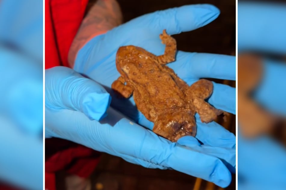 Der verletzte Frosch "Fridolin" wurde von Burdecki in eine Tierklinik gebracht, wo er von einer Ärztin gründlich untersucht wurde.