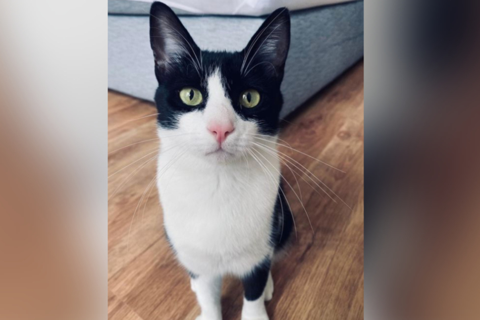 Südstadt-Kater Max wird seit knapp einer Woche vermisst. Wer hat ihn gesehen?