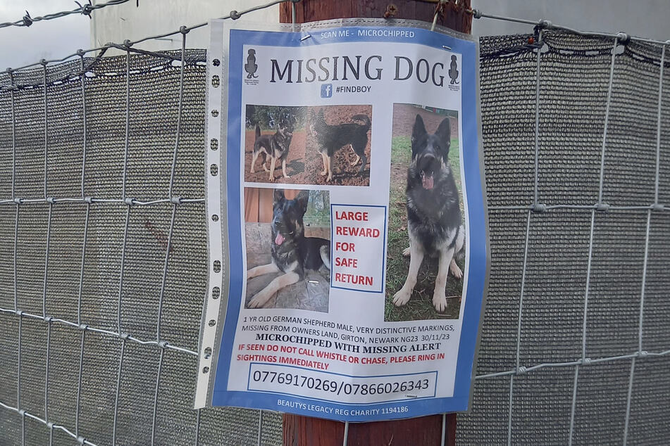 Nach dem Schäferhund wurde mit Hunderten Flugblättern und Plakaten gesucht.