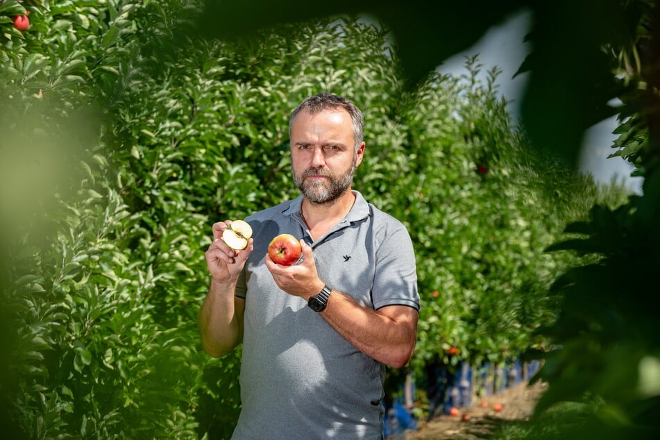 Rico Pietzsch (47) hat zwar Äpfel auf seiner Plantage, aber der Frost hat die Früchte so sehr geschädigt, dass sie nur zu Fallobst taugen.