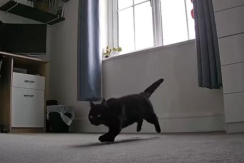 As soon as Shadow heard her owner open the door, she ran to greet her.