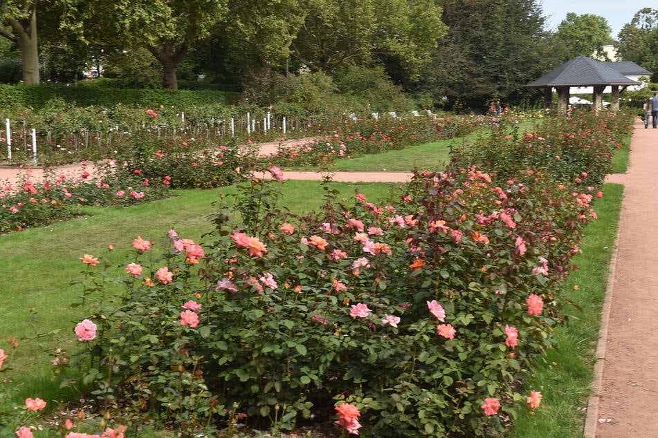 Am Rosengarten kam es zu der brutalen Attacke. (Archivbild)