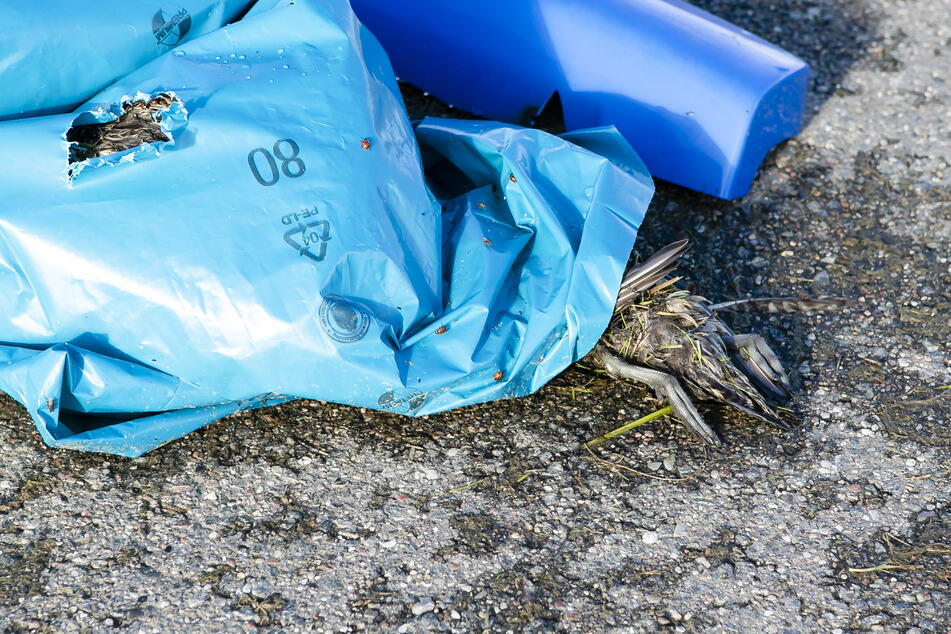 In NRW ist die Gefahr einer weiteren Ausbreitung der Geflügelpest noch nicht gebannt. Die Umweltministerin rief die Bürger auf, dem örtlichen Veterinäramt Funde verendeter Wasser- oder Greifvögel zu melden. (Archivbild)
