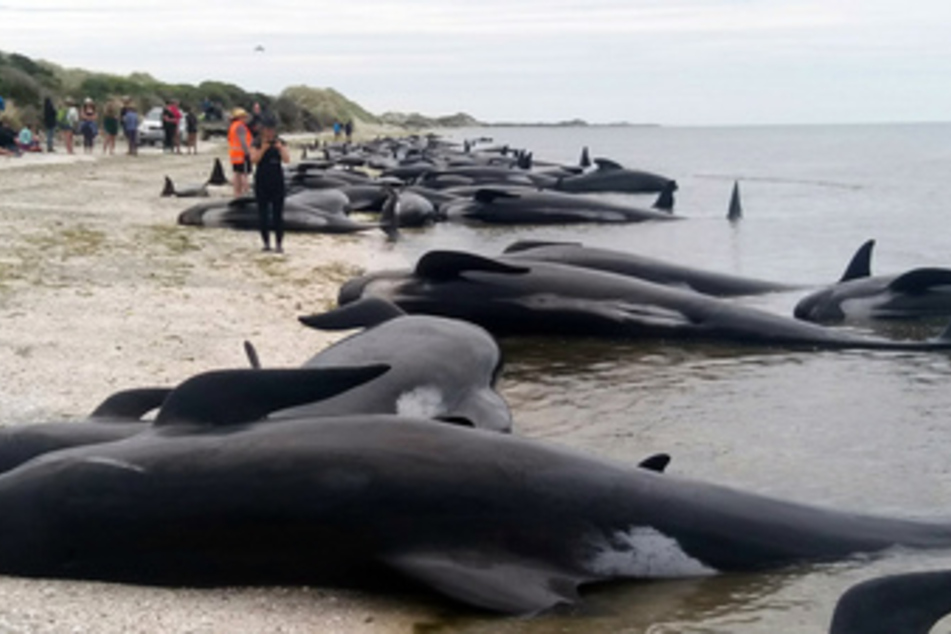 Tote Wale werden immer wieder an Stränden angeschwemmt. (Symbolbild)