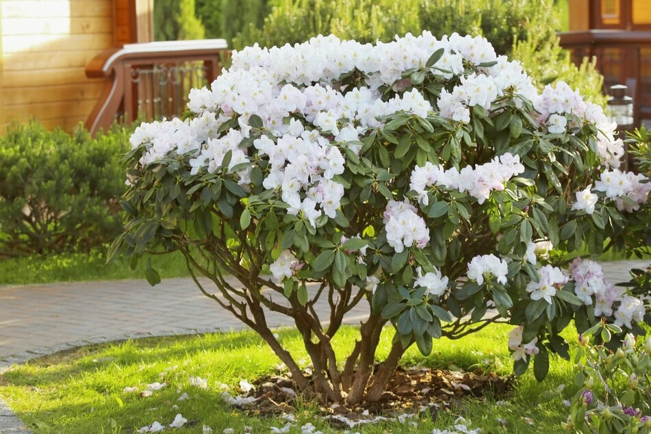 Einen Rhododendron sollte man lieber nicht mit Kompost düngen.