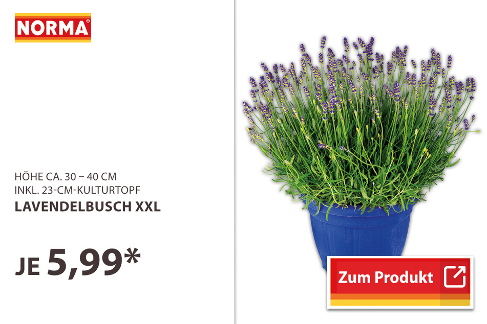 Lavendelbusch XXL