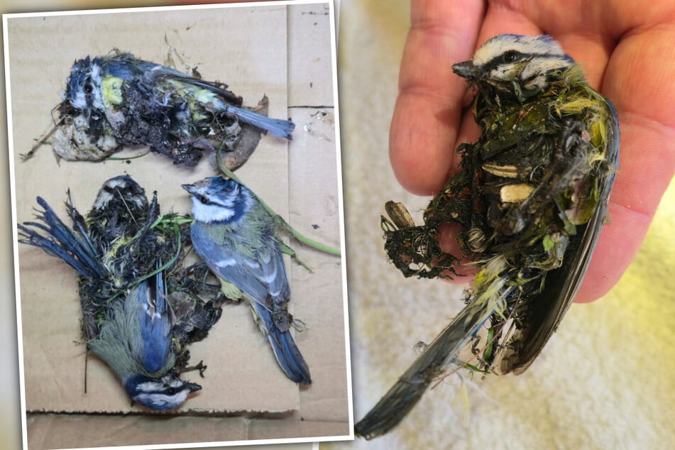 Diese Bilder sind nur schwer auszuhalten: In diesem Zustand fanden die Wildvogelhelfer die kleinen Blaumeisen vor.