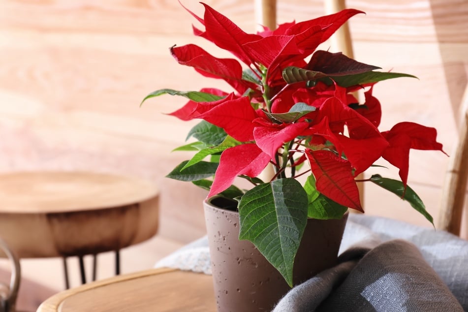 Der Weihnachtsstern zählt zu den beliebtesten Pflanzen in den Wintermonaten und wird auch gern zu Weihnachten verschenkt.
