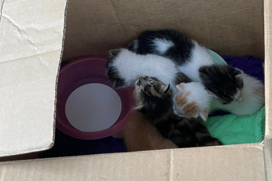 Fünf Katzenbabys waren in Lebensgefahr, als Terrence Bracamonte sie in dem Karton fand.