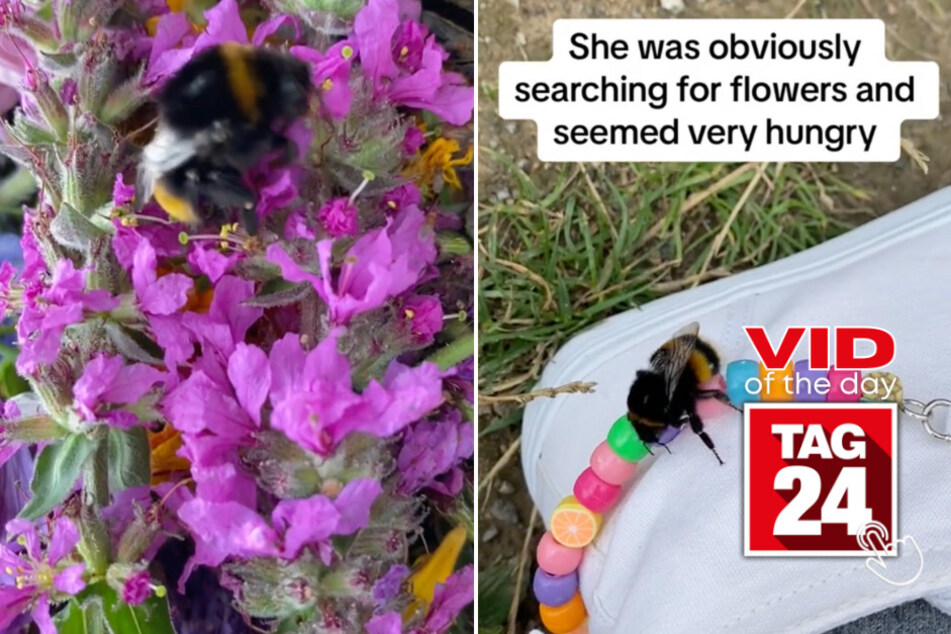 viral videos: Viral Video of the Day for August 27, 2023: Girl takes injured bee under her wing!