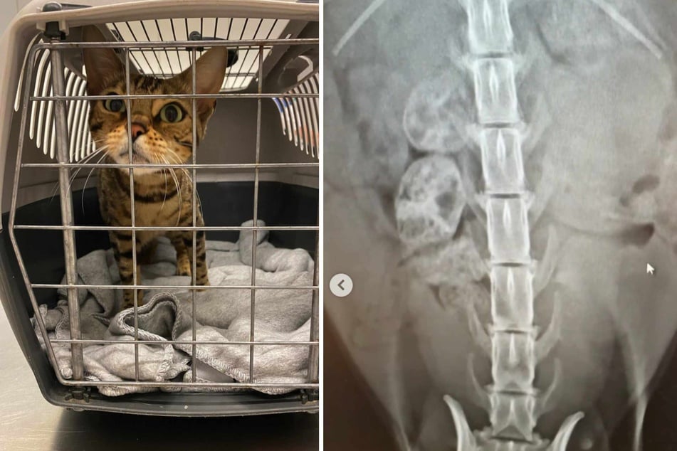 Katze Lotti (links) bekommt erneut Nachwuchs. Auf dem Röntgenbild sind mehrere Fruchtzellen zu sehen.