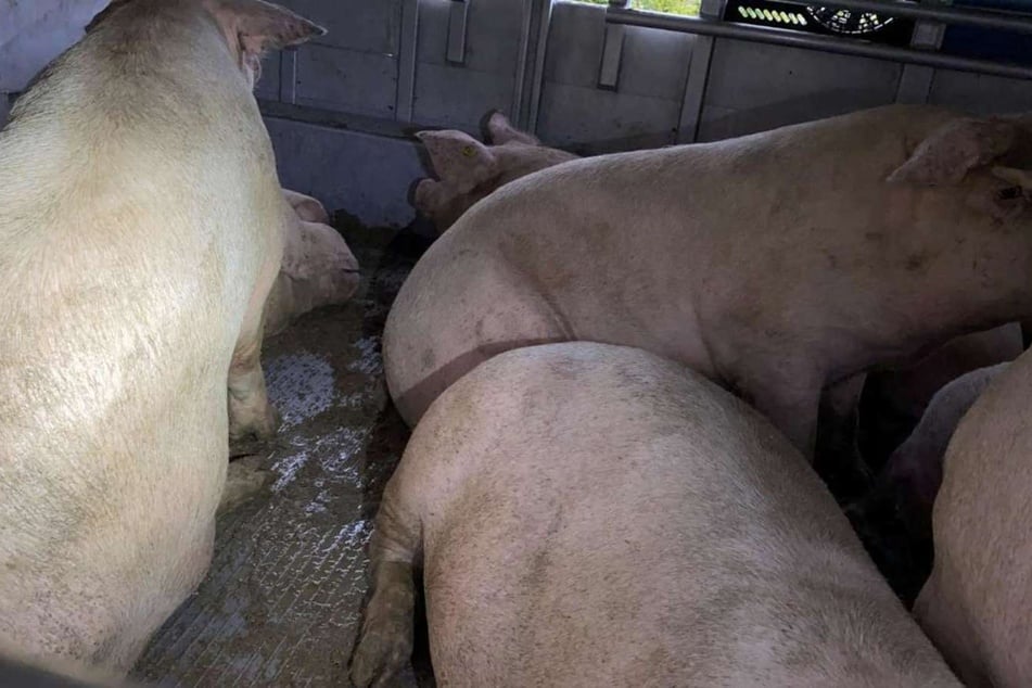 139 Schweine waren ohne Wasser unterwegs.