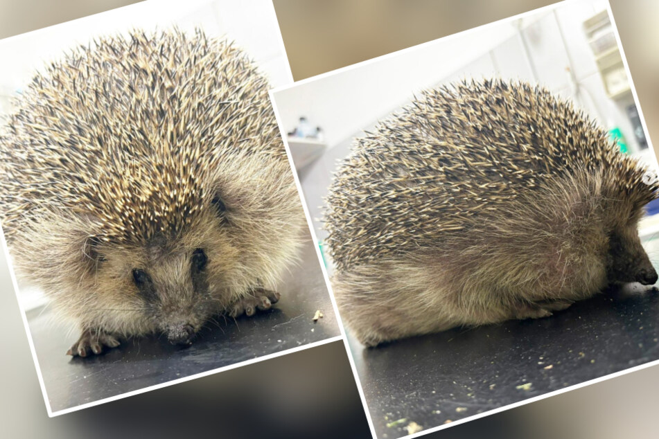 In diesem auffällig großem Zustand kam der Igel ins Tierheim.