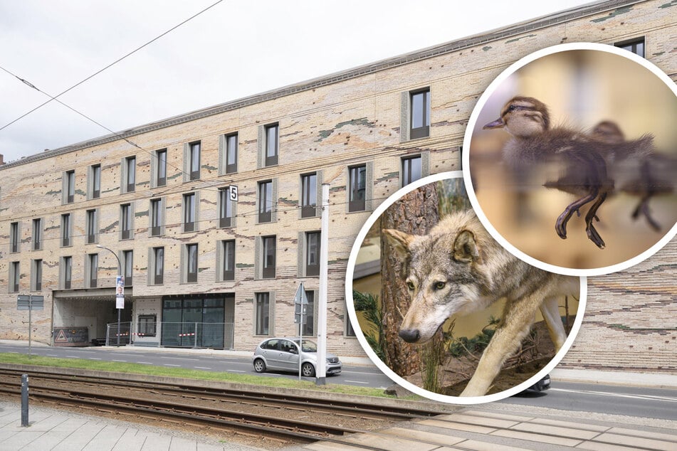 Oje, viel Spaß beim Packen! Museum zieht mit Millionen Objekten um