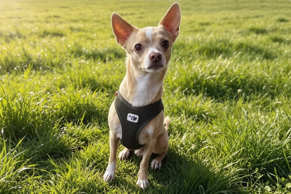 Chihuahua Burrito begeistert seine Pflegefamilie - kann er auch Dich um die Pfote wickeln?