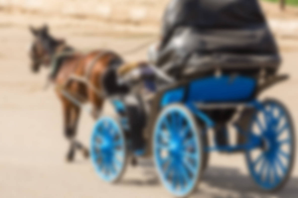 Pferd stürzt auf Ehepaar: Kutschenunfall mit zwei Schwerverletzten